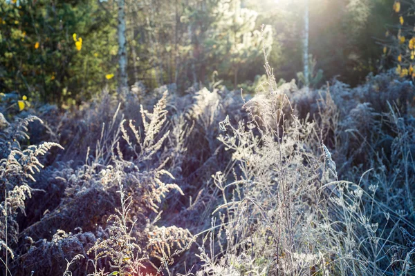 Eerste winter vorst in het land — Stockfoto