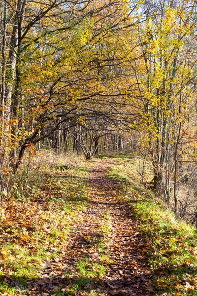 Sendero turístico de color otoño en el bosque —  Fotos de Stock