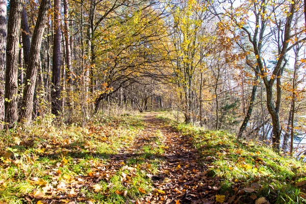 Syksyn värillinen matkailupolku metsässä — kuvapankkivalokuva