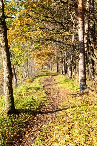 Podzimní barevné ruchu stezka v lese — Stock fotografie