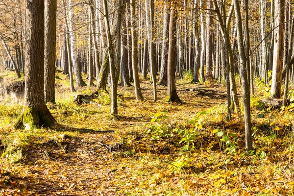 Autunno colorato percorso turistico nel bosco — Foto Stock