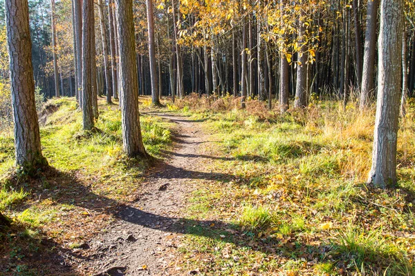 Sendero turístico de color otoño en el bosque — Foto de Stock