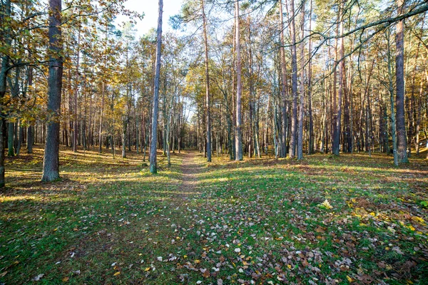 Sendero turístico de color otoño en el bosque — Foto de Stock