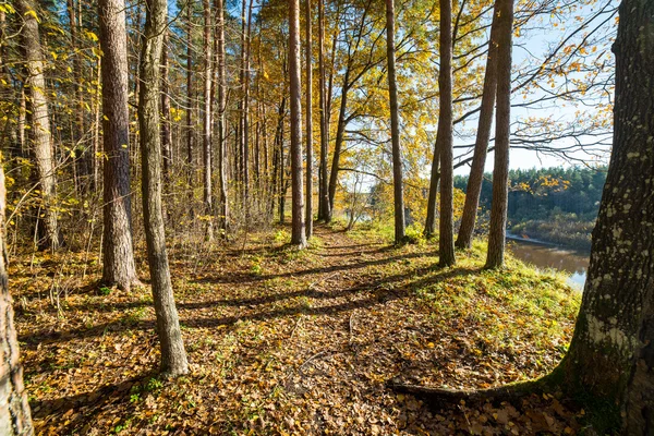 Autumn colored tourism trail in the woods — Stock Photo, Image