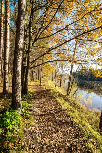 Autumn colored tourism trail in the woods — Stock Photo, Image