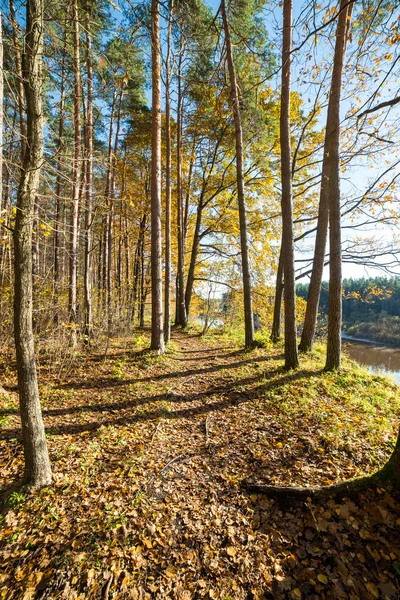 Höstens färgade turism spår i skogen — Stockfoto