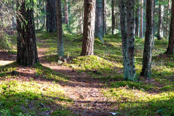 Höstens färgade turism spår i skogen — Stockfoto