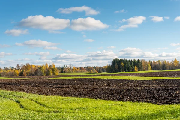 Champ vert avec des arbres dans le pays — Photo