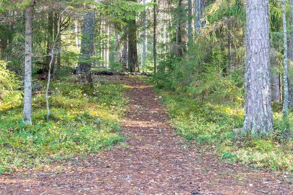 Φθινόπωρο χρωματιστά τουρισμού μονοπάτι μέσα στο δάσος — Φωτογραφία Αρχείου