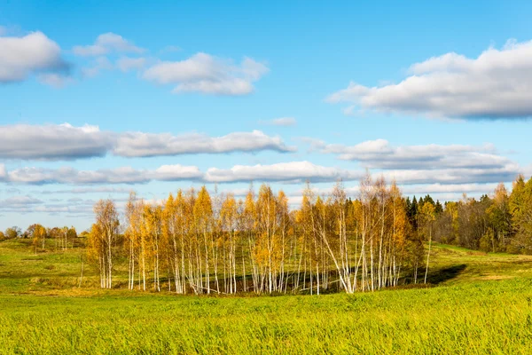 Green field with trees in the country — Stock Photo, Image