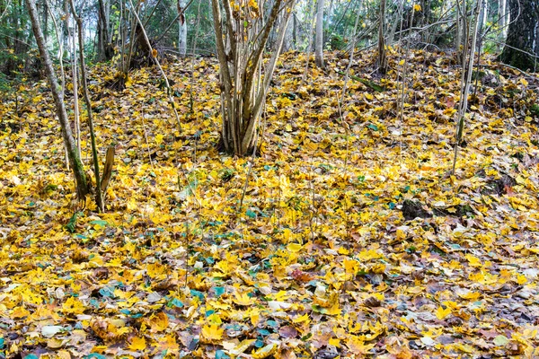 Autunno paesaggio di campagna colorato — Foto Stock