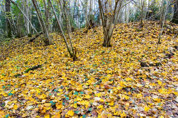 Autunno paesaggio di campagna colorato — Foto Stock