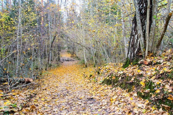 Sentier touristique coloré automne dans les bois — Photo