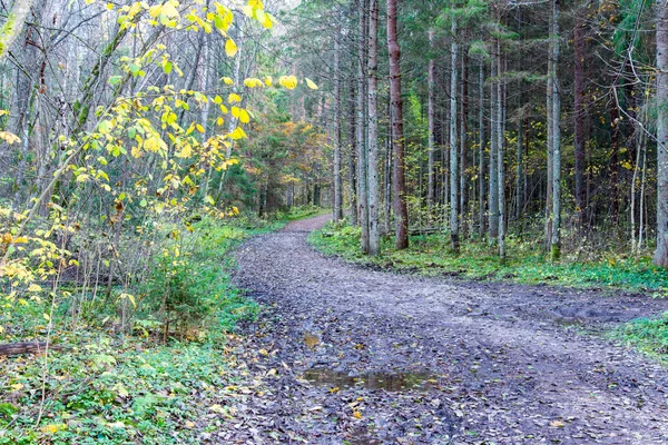 Sendero turístico de color otoño en el bosque —  Fotos de Stock