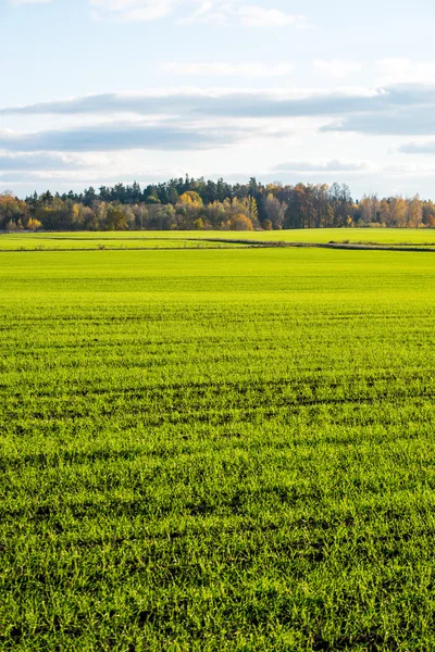 Champ vert avec des arbres dans le pays — Photo