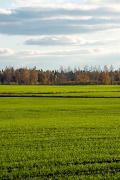 Groene weide met bomen in het land — Stockfoto