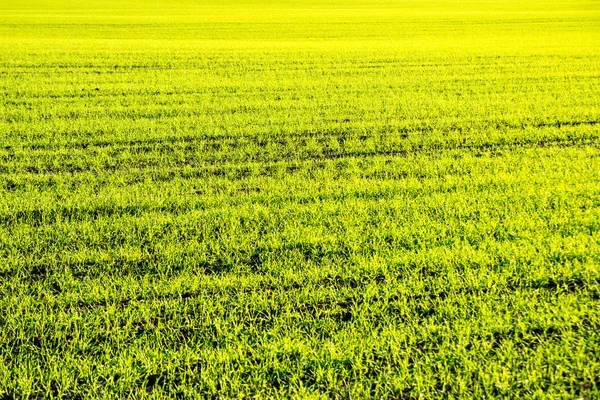 Campo verde com árvores no país — Fotografia de Stock