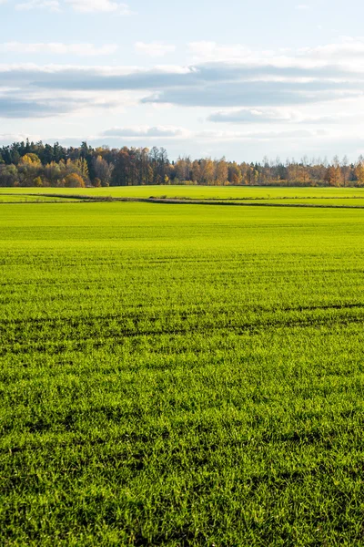 Champ vert avec des arbres dans le pays — Photo