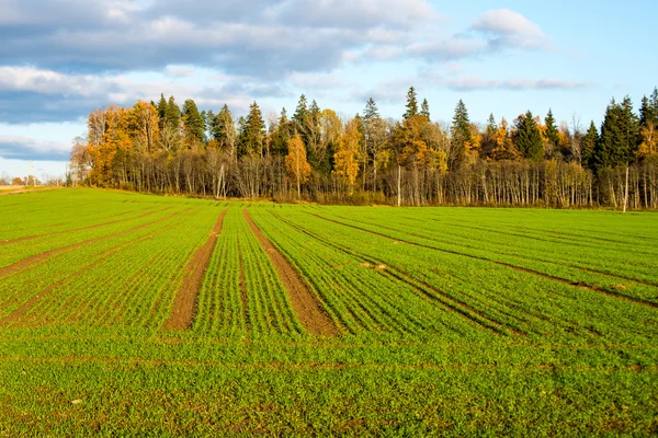 Grüne Wiese mit Bäumen auf dem Land — Stockfoto