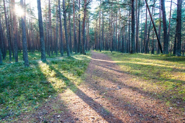 Sendero turístico de color otoño en el bosque — Foto de Stock