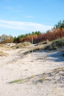 geç sonbahar renkleri deniz kenarında dunes içinde