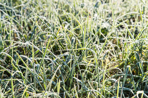 Nahaufnahme Foto von frostigem Morgengras, kühlem Morgen — Stockfoto