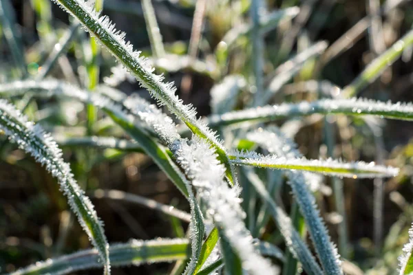 Nahaufnahme Foto von frostigem Morgengras, kühlem Morgen — Stockfoto