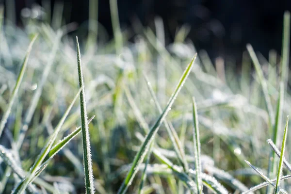 Detail fotografie mrazivé ranní trávy, chlazení ráno — Stock fotografie