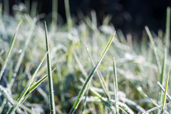 Nahaufnahme Foto von frostigem Morgengras, kühlem Morgen — Stockfoto