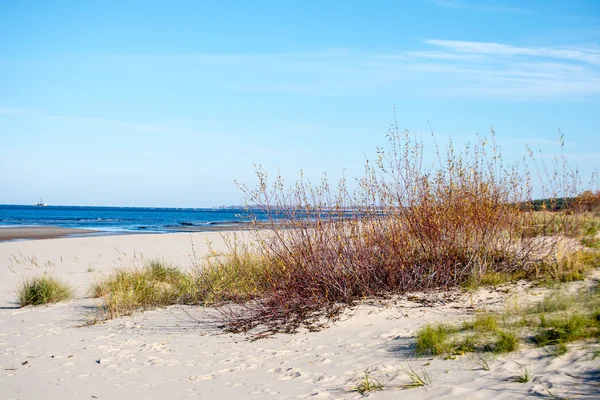 Кольори пізнього осені в дюнах біля моря — стокове фото