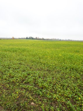 ülkenin ağaçları ile yeşil alan