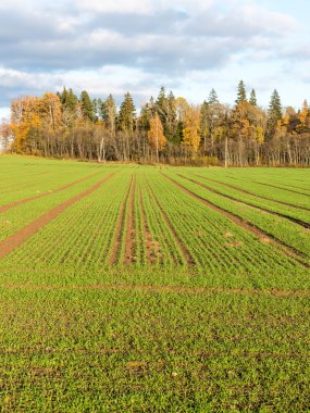 ülkenin ağaçları ile yeşil alan