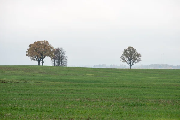 Green field with trees in the country — Stock Photo, Image