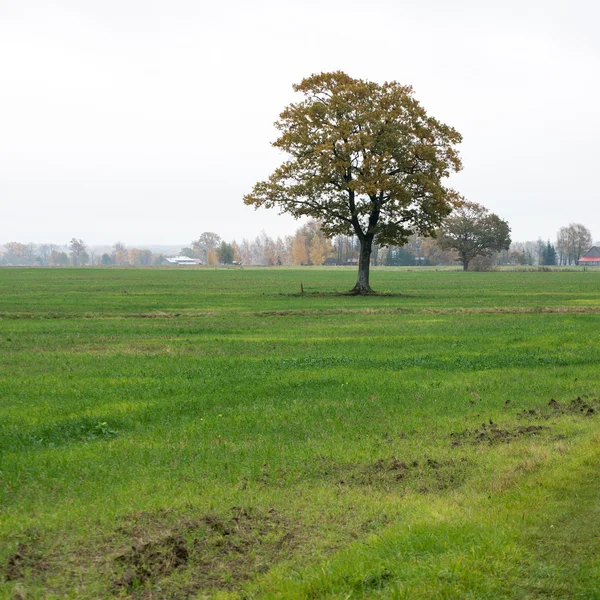 Campo verde com árvores no país — Fotografia de Stock