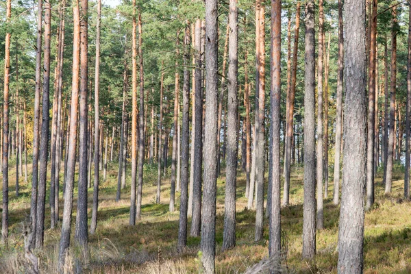 Waldbäume in herbstlichen Farben auf dem Land — Stockfoto