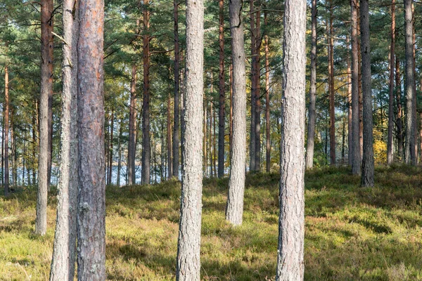 Arbres forestiers aux couleurs automnales à la campagne — Photo