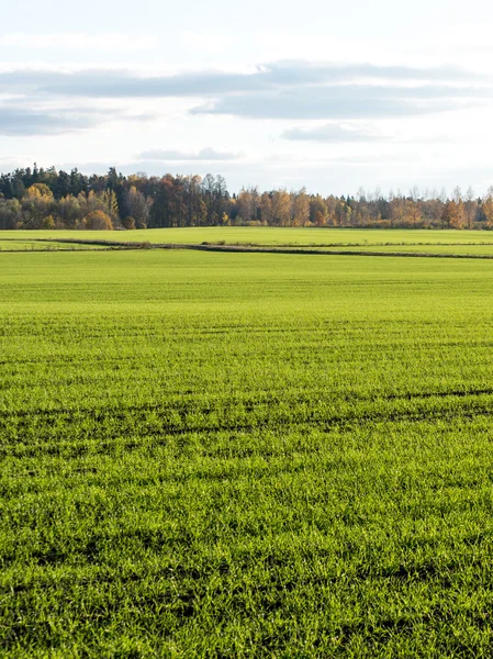 Green field with trees in the country — Stock Photo, Image