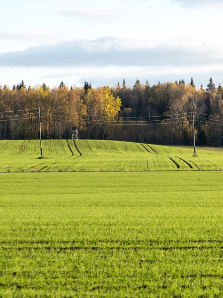 Groene weide met bomen in het land — Stockfoto