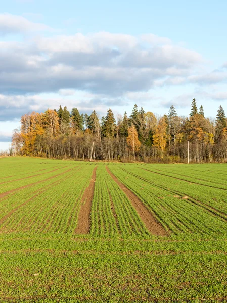 Grønn mark med trær i landet – stockfoto