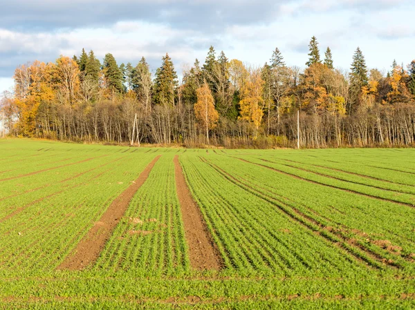 Grüne Wiese mit Bäumen auf dem Land — Stockfoto