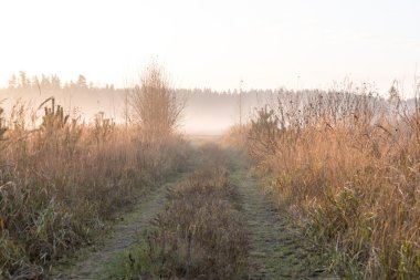 puslu ağaç dalları parlak güneş ışığı altında