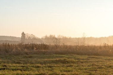 sabah Frost güzel misty çayır