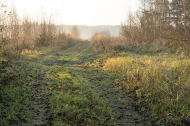 sabah Frost güzel misty çayır