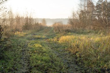 sabah Frost güzel misty çayır