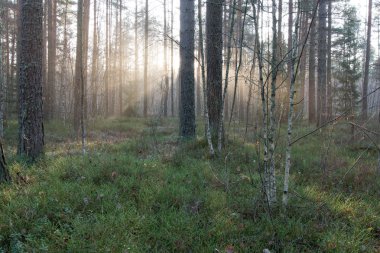 ormandaki ağaçlar ile güzel ışık ışınları