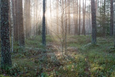 ormandaki ağaçlar ile güzel ışık ışınları