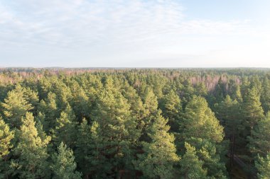 Sisli ormanın panoramik görünüm