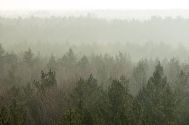 Sisli ormanın panoramik görünüm