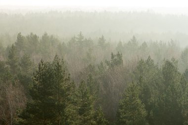 Sisli ormanın panoramik görünüm