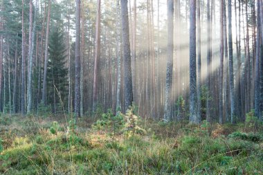 ormandaki ağaçlar ile güzel ışık ışınları